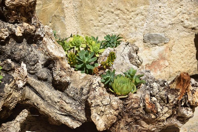 Old Town Studio Apartments Makarska Bagian luar foto